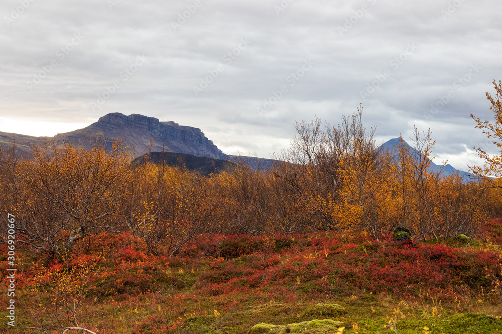 Landscape in Iceland in autumnal colours