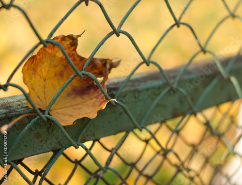 One yellow dried maple leaf sticks out in a grid in the park in autumn.