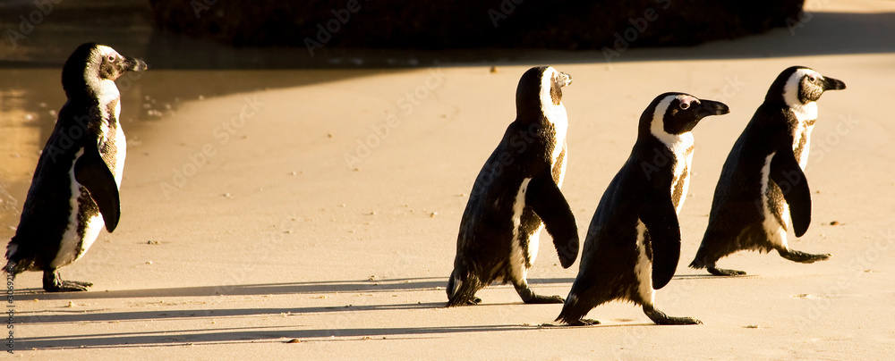 Fototapeta premium African Penguins on Boulders Beach, Cape Town, South Africa