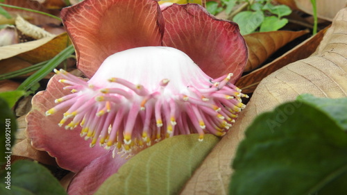 pink flower  photo