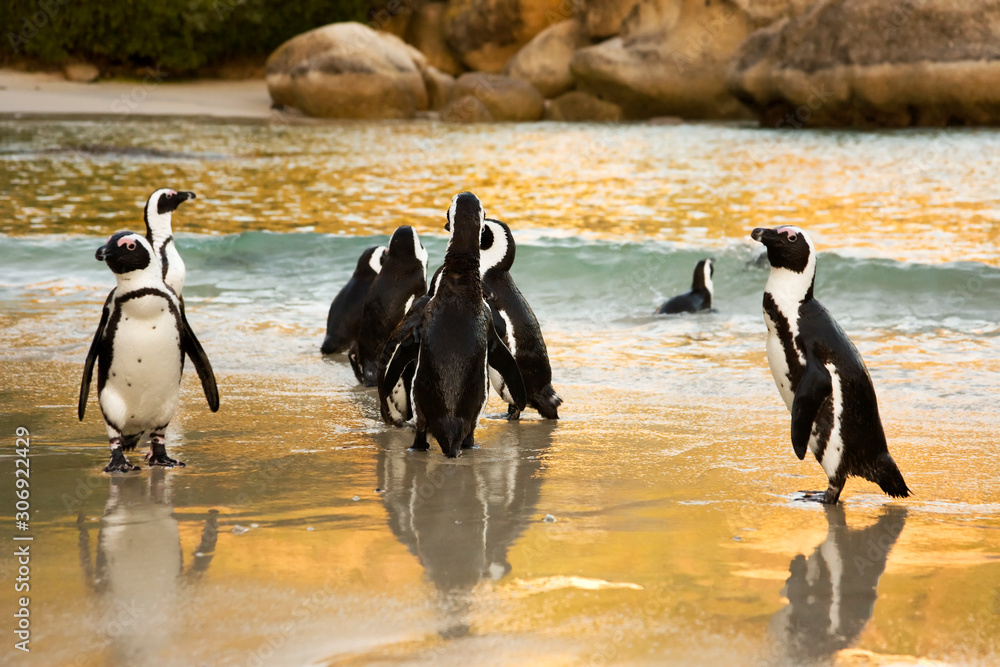 Naklejka premium African Penguins on Boulders Beach, Cape Town, South Africa