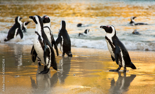 African Penguins on Boulders Beach  Cape Town  South Africa