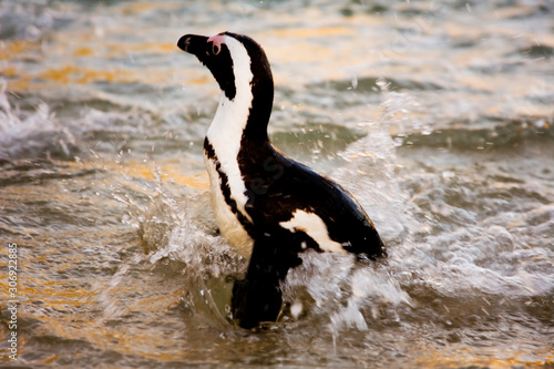 African Penguin on Boulders Beach, Cape Town, South Africa