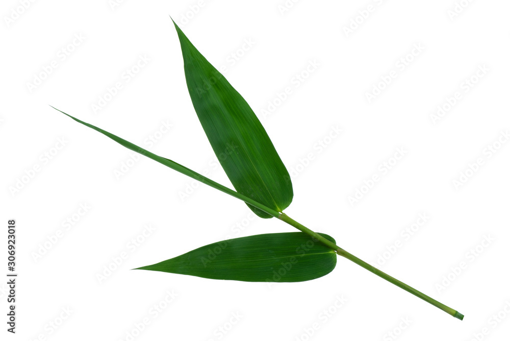 Bamboo leaves green isolated on white the background.