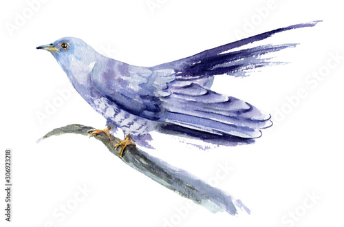 watercolor drawing of a bird - cuckoo on a branch