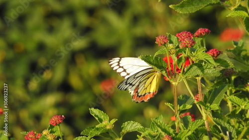 Monarch butterfly on a flower, Closeup butterfly on flower (Common tiger butterfly) photo