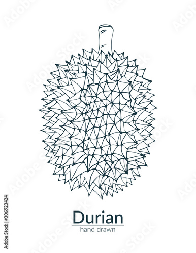 Durian on a white background. Vector illustration in sketch style. Card, poster, template.