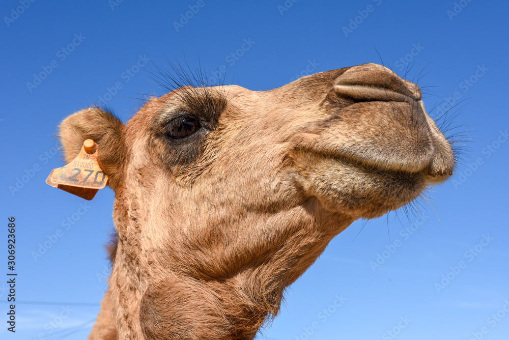 Fototapeta premium Head of young camel