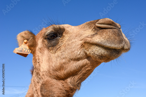 Head of young camel