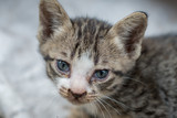 Portrait of striped kitten, close up Thai cat