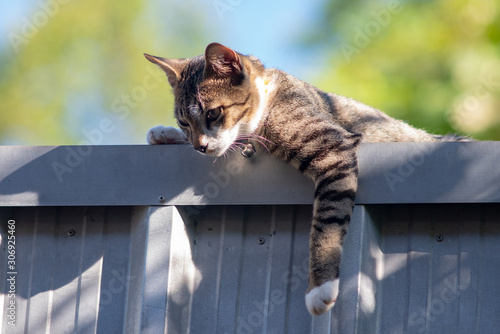 Fototapeta Naklejka Na Ścianę i Meble -  Portrait of striped cat lay on the roof, portrait of Thai cat relax