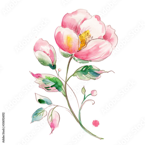  Watercolor illustration of a light flower with buds.jpg