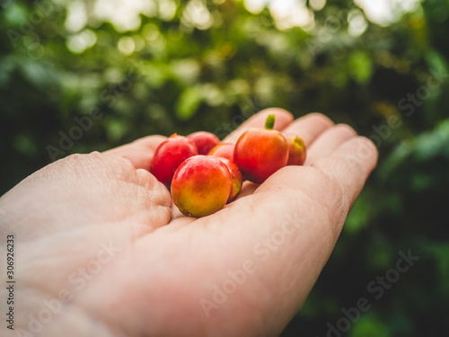 Red coffee beans in a hand