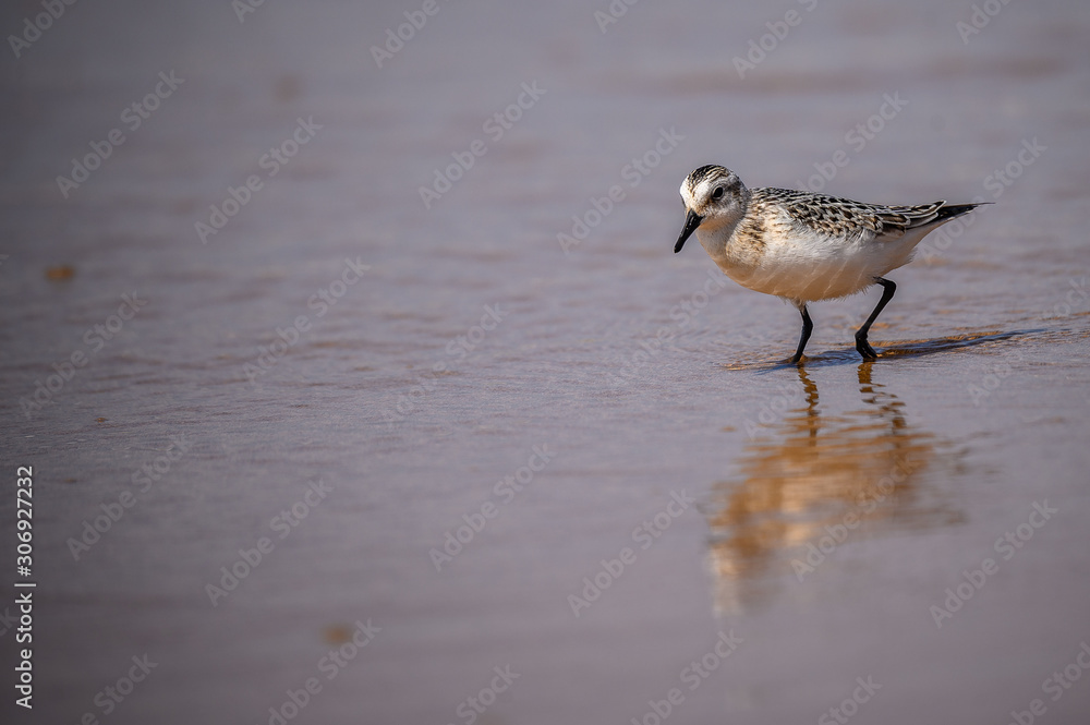 wasservogel wasservogel