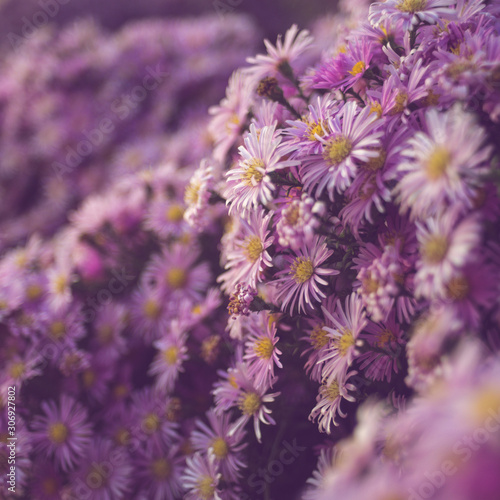 Purple chrysanthemum flowers bushes closeup. Natural floral background.