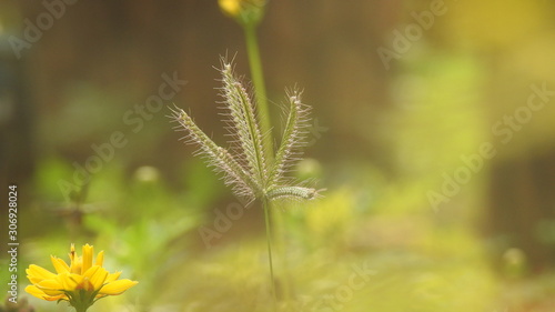 Macro closeup of Brown Growing ornamental home landscape grasses. Big Brownstem - Andropogon gerardii.  Macro close-up of brown grass without-focus background. Plant detail summer macro yellow grass. photo