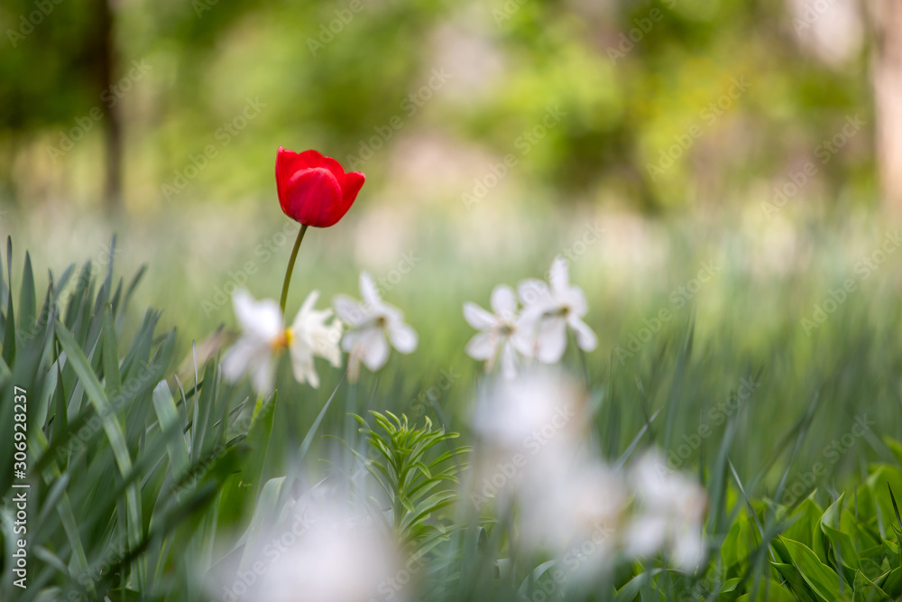 Closeup of red tulip flowers blooming in spring garden outdoors.