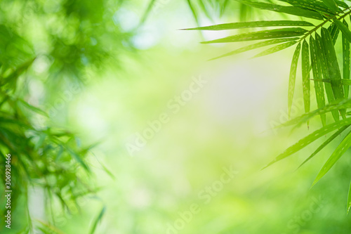 Fototapeta Naklejka Na Ścianę i Meble -  Closeup beautiful view of nature green bamboo leaf on greenery blurred background with sunlight and copy space. It is use for natural ecology summer background and fresh wallpaper concept.