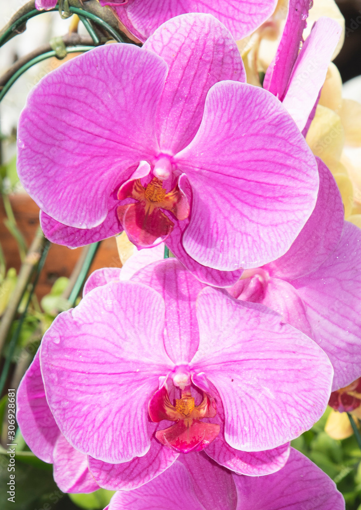 Fototapeta premium pink orchid