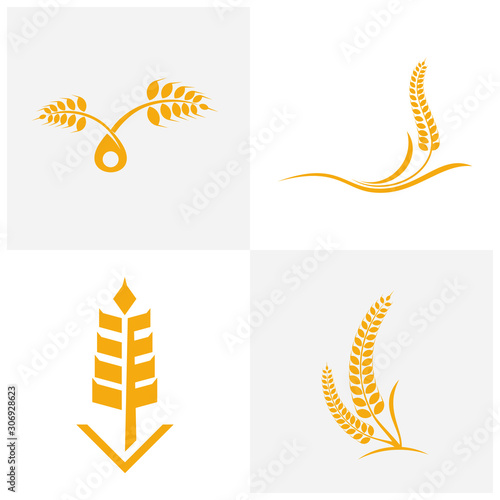 Set of Agriculture Wheat logo template vector, Luxury Wheat Logo Concept, Icon Symbol