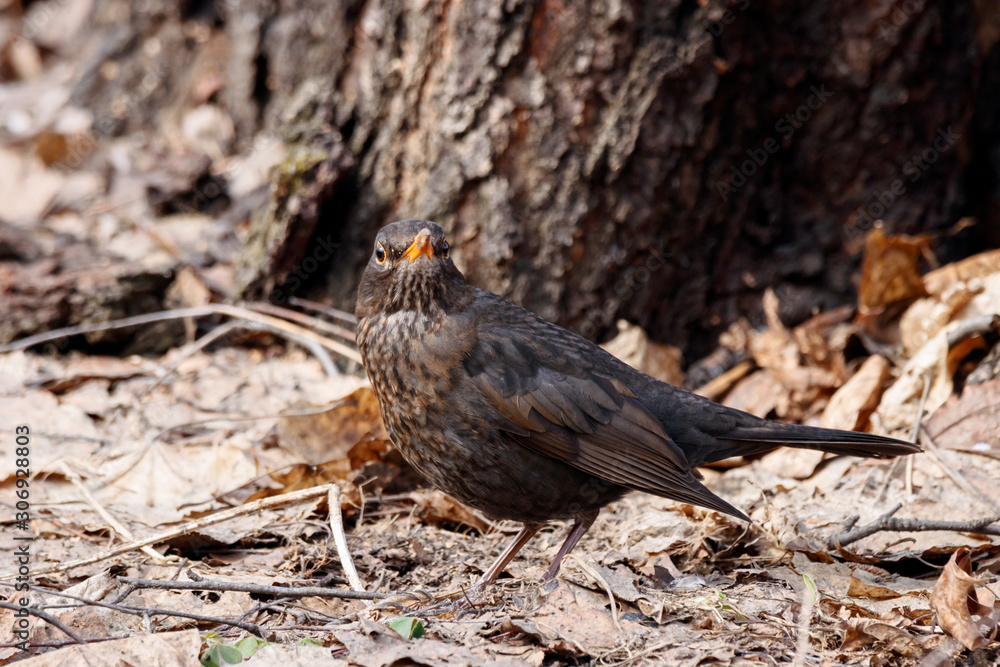 Common blackbird turdus merula young male standing on ground in forest in early spring. Cute dark songbird in wildlife. Common blackbird turdus merula young male standing on ground in forest in early spring. Cute dark songbird in wildlife.