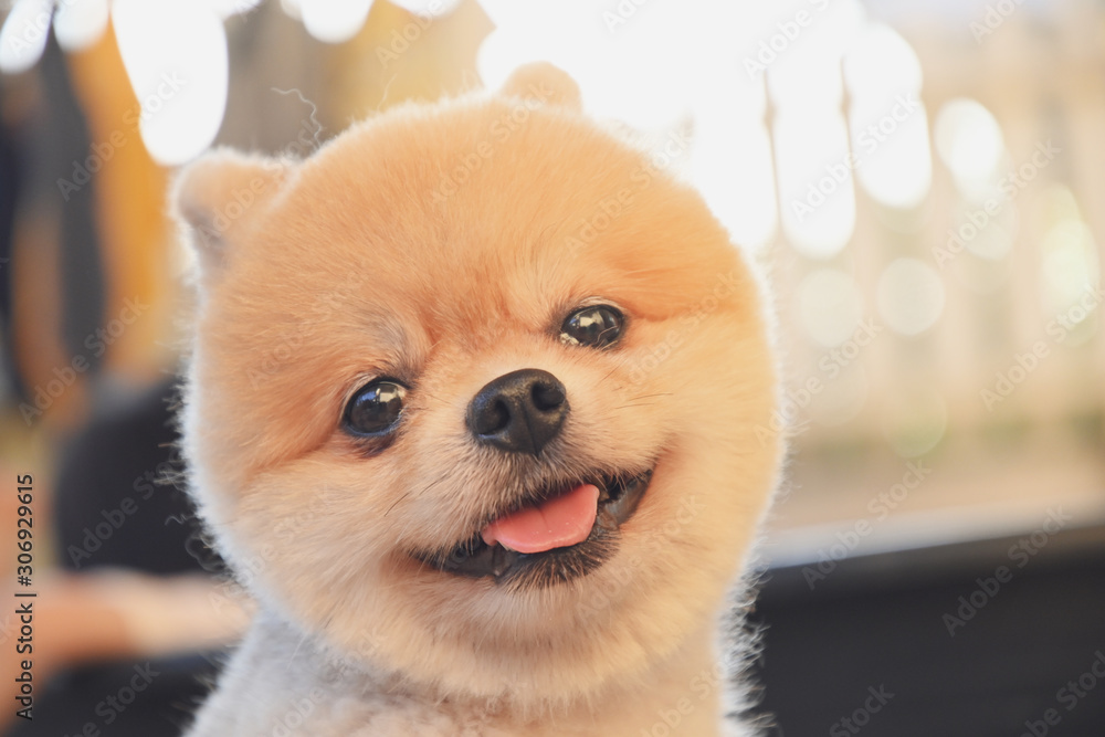 pomeranian dog cute pet happy smiling in the morning - obrazy, fototapety, plakaty 