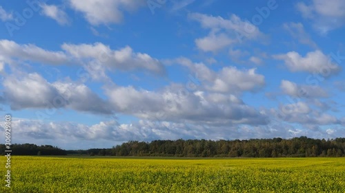 Car side window view driving in Lithuania on a sunny day. Yellow green field, forest and white clouds in the bright blue sky moving background.