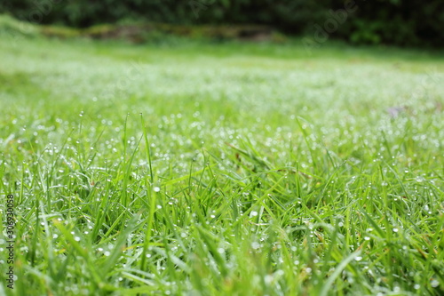 water dew drop on green grass garden