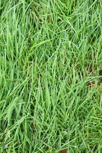 water dew drop on green grass garden