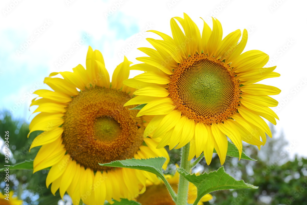 sunflower blooming in nature garden, beautiful yellow flower blossom in morning day of springtime sunflower blooming in nature garden, beautiful yellow flower blossom in morning day of springtime