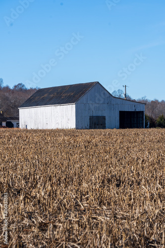 Old barn and an empty corn field after harvesting on sunny day