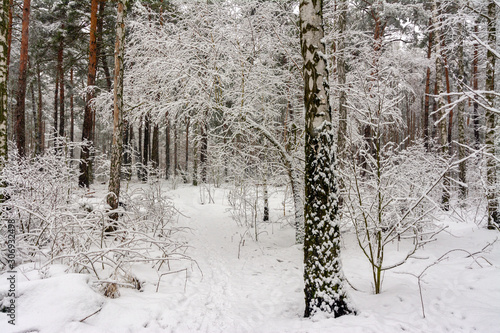 Winter. Snowy forest. Branches bend from a lot of snow. Beautiful winter landscape. Snowfall.