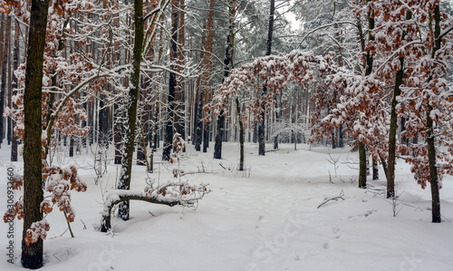 Winter. Snowy forest. Branches bend from a lot of snow. Beautiful winter landscape. Snowfall.