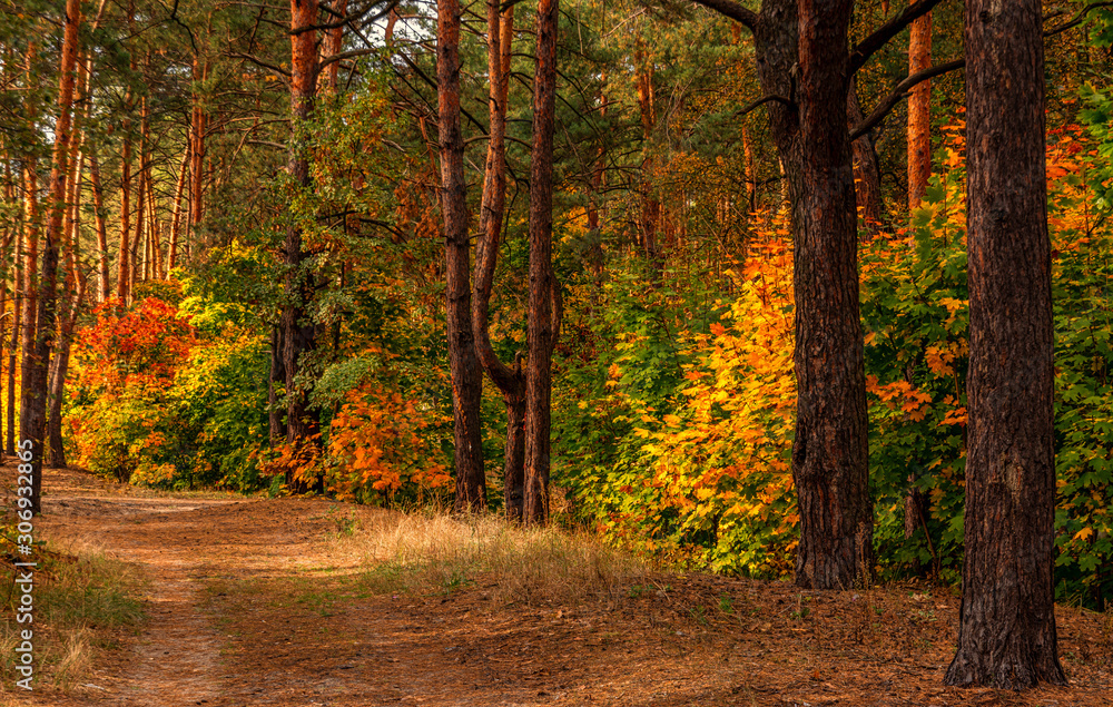 Fototapeta premium Forest. Beginning of autumn. The leaves began to turn yellow and blush, but still held on branches. Sunny day. A pleasant walk among the trees.
