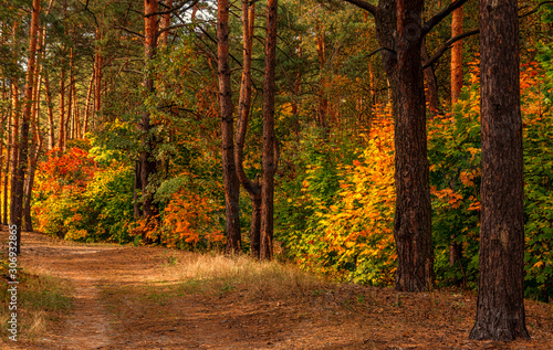 Forest. Beginning of autumn. The leaves began to turn yellow and blush  but still held on branches. Sunny day. A pleasant walk among the trees.