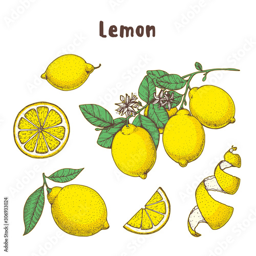 Lemon hand drawn collection, graphic elements. Vector illustration. Lemon illustration for menu design, brochure illustration. Colorful design. Citrus lemon pattern illustration.