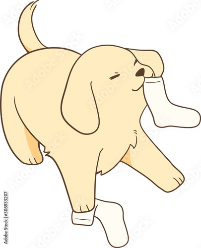 ゴールデンレトリバーの子犬（いたずら/靴下）