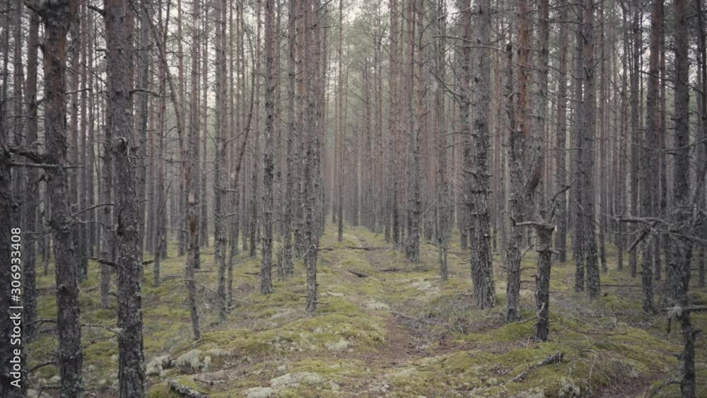 A walk between pines and flowers on high dunes with pine trees on the Baltic Sea on a autumn evening A walk between pines and flowers on high dunes with pine trees on the Baltic Sea on a autumn evening