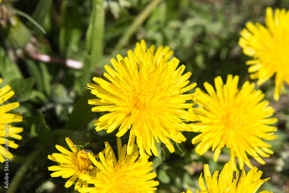 Fototapeta premium Löwenzahn in der Blüte