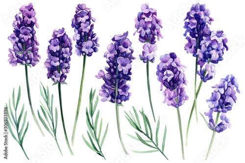 set of lavender, fragrant flowers on an isolated white background, botanical painting, watercolor illustration, hand drawing