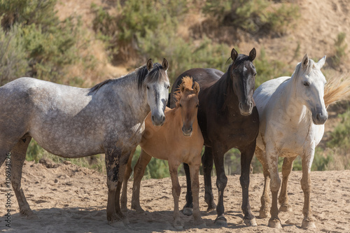 Fototapeta Naklejka Na Ścianę i Meble -  Wild horses in Sand Wash Basin Colorado in Summer