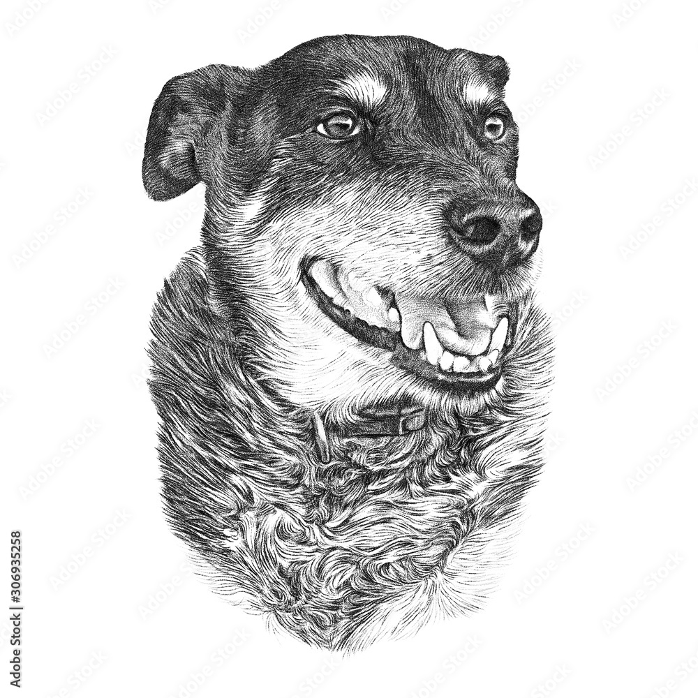 Portrait of a cute dog isolated on white background. Hand drawn ...