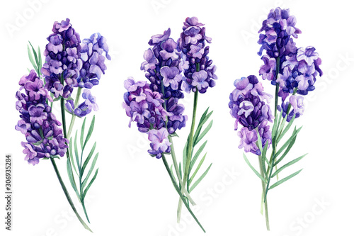 set of lavender  fragrant flowers on an isolated white background  botanical painting  watercolor illustration  hand drawing