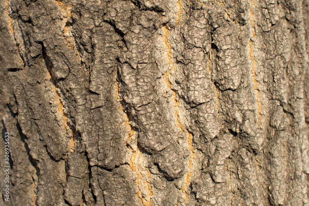 Poplar bark tree texture. Abstract wood background. Minimalistic eco lifestyle. Poplar bark tree texture. Abstract wood background. Minimalistic eco lifestyle.