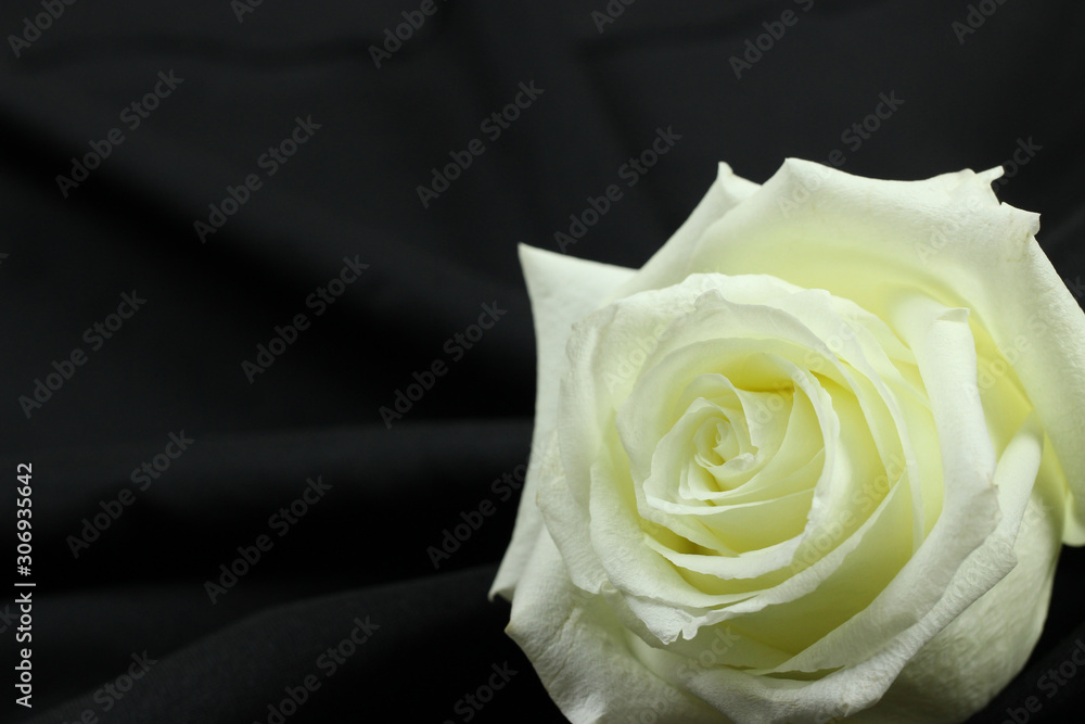 Fototapeta premium Beautiful single white rose on black background
