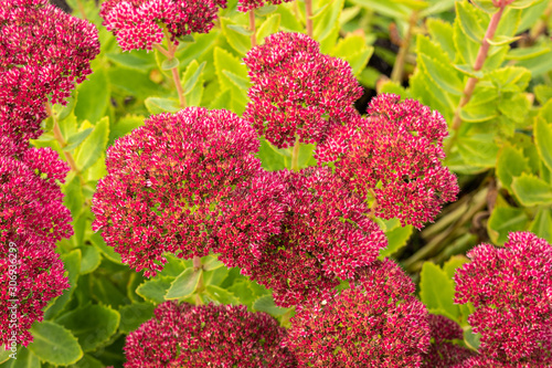 Wallpaper Mural Sedum autumn Joy Torontodigital.ca