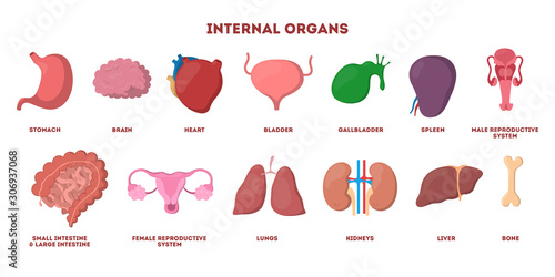 Fotografia Internal human organ set. Anatomy and biology concept.