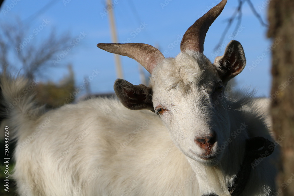 Fototapeta premium the goat look out with curiosity