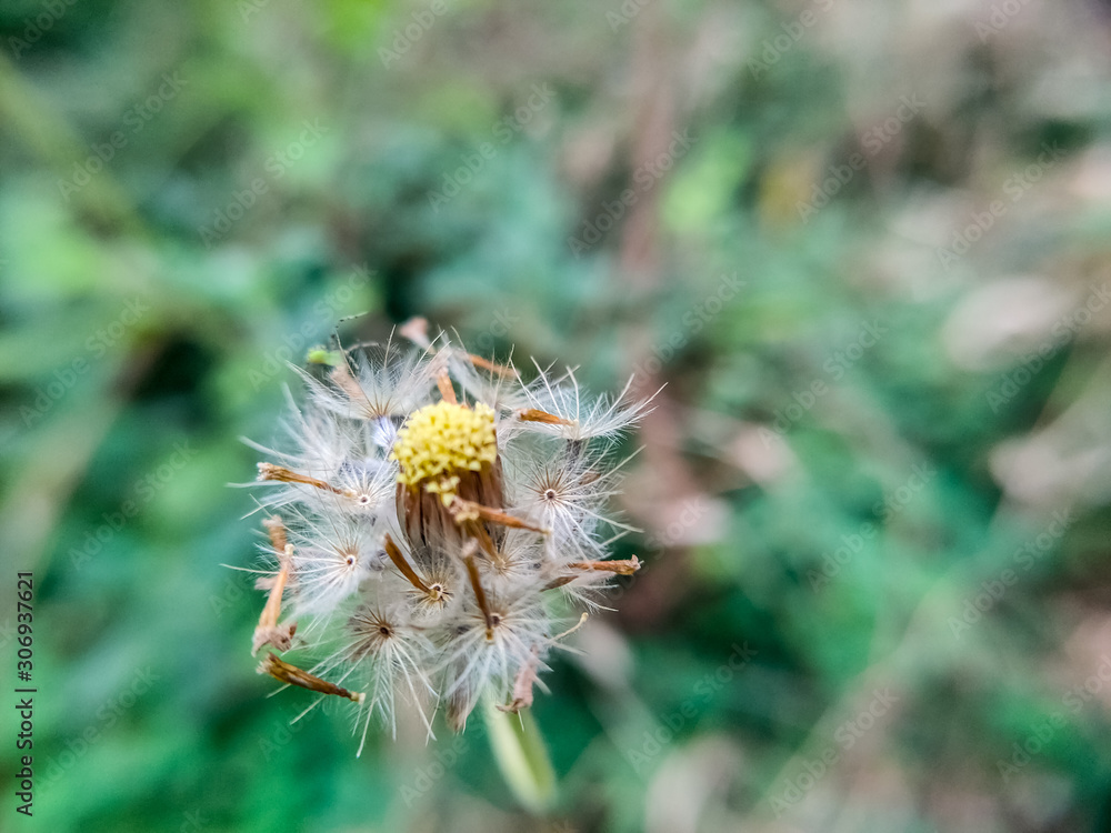 A beautiful dandelion flower in the garden A beautiful dandelion flower in the garden