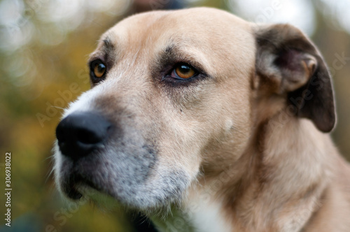 close up of a dog s face with a black big nose. beautiful golden eyes. looking far. outdoor.Animal head close up shot.